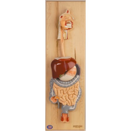 DENOYER-GEPPERT Anatomical Model, Digestive System Model 0143-00